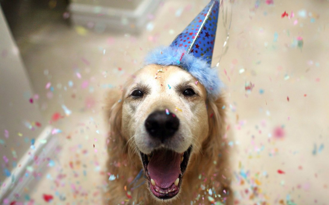 6968193-party-dog
